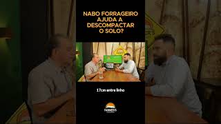 Descompactação do solo com nabo forrageiro. #agricultura #agro #agronomia #agronomo