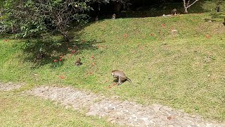 taman sakura kebun raya cibodas di serang kera#monyet #monkey #cibodas