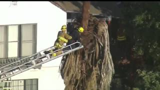 A scary rescue in Pasadena involving a tree trimmer stuck inside a palm tree