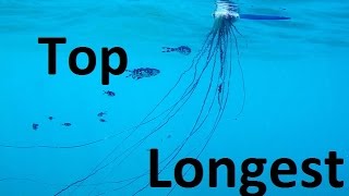 Top 10 Longest Ocean Creatures