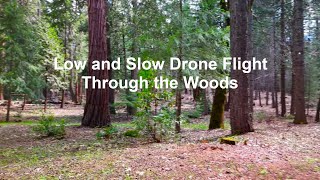 Low & Slow Drone Flight Through the Woods