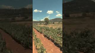 FPV DANS LES VIGNES 🍇