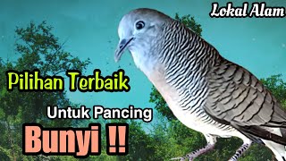 PANCINGAN PERKUTUT LOKAL //SUARA PILIHAN TERBAIK UNTUK PANCING BUNYI SEMUA JENIS PERKUTUT 100% NYAUT