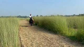 Horse Riding| Horse Sawaar| Top Speed