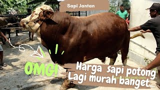 Harga Sapi Potong Super Jumbo Terbaru Sedang Murah Murahnya