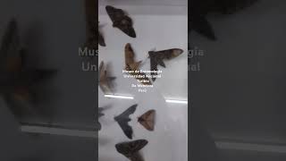 Museo de Entomología UNTRM Amazonas Perú