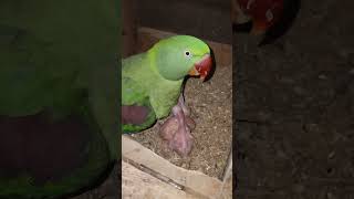 Mother feeding. #birdwatchingmagic #birds #birdsandpetslover #naturelovers #parrot #birdssociety #