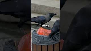 Fascinating Facts About Crows You Won’t Believe!