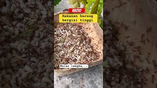 Kroto makanan langka burung bergizi tinggi #shorts #birds #feed