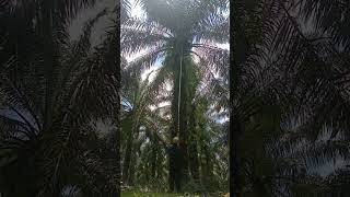 Pokok yang ini agak susah lurr