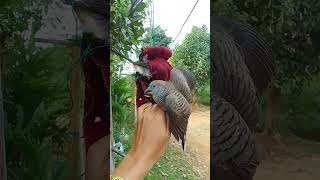 #viral #reels #rurallife #burung