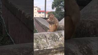 Little Funny Monkey Eating