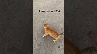 How to feed cat #vlog