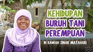 Kehidupan Buruh Tani Perempuan: Dibawah Sinar Matahari