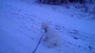 Bichon Blitz in the Snow !