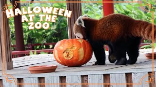 Halloween at the zoo