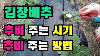 김장배추 1차 추비시기, 김장배추 추비주는시기, 김장배추추비, 김장배추 추비주는법, 김장배추 웃거름, 김장배추 영양관리, 김장배추재배방법