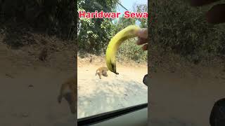 BANDARO KI SEVA KAKRKE MAZA AA GYA | HARIDWAR | GANGA JI #haridwar #seva #monkeyseva #hungrymonkey