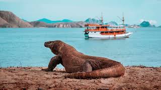 Komodo Dragons  Rulers of the Landscape