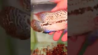 imp flowerhorn#shorts #feeding #flowerhorn