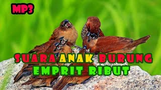 Suara anak burung emprit ribut mp3 ampuh durasi panjang