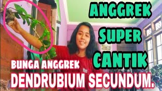 bunga anggrek DENDRUBIUM SECUNDUM. #tanamanggrek #menanam #bunga #bungacantik #anggrekindonesia