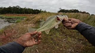 First Cast with Mike Bucca's Baby Bull Shad