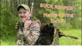 Chasing Maine Spring Gobblers ! - Buck Reaper