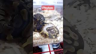 Phyton #shorts #phyton #snakes