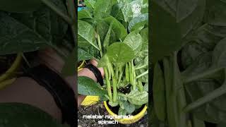 MALABAR NIGHTSHADE SPINACH