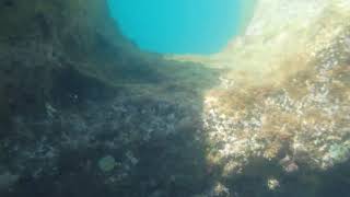 Coral reef and big white shark