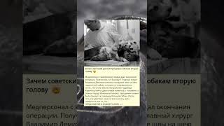 Зачем советский ученый пришивал собакам вторую голову  🤯