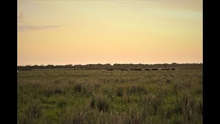 Travesías en sabanas araucanas