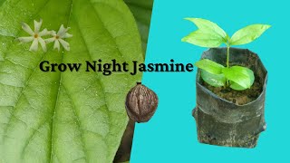 Grow Night-Flowering Jasmine from seeds l Nyctanthes arbor-tristis l Parijat l শেৱালী l