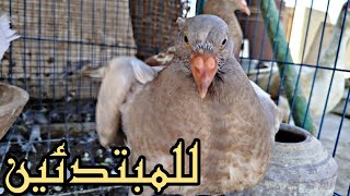 لو اول مره تفصل الحمام وقت القلش 🕊️🔥تعالى معايا خطوه بخطوه#pigeon