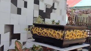 cara membuat pot bonsai ala #seniman muda