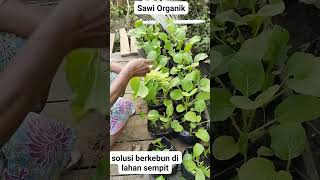 Solusi Berkebun di Lahan Sempit!! Panen Sawi Organik #viralkan