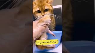 أمي ثم أمي لحد آخر يوم في عمري 🥲🥹#أمي#short #shorts #mother #cat #happyanimals