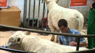 A guide on clipping and grooming of Charolais cattle.