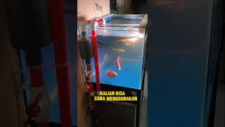 Tabung overflow setting Sumpfilter tanpa melubangi kaca aquarium tank 80x50x50