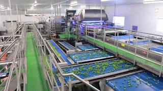 Brussels Sprouts Grading & Sorting Line | Tong Engineering