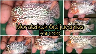 Monsterkok SRD Juvenlies For Sale | Pearly Monster | Aquapets & Farm