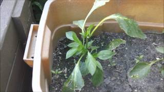 How to grow hot peppers part 6 and my tomatoes