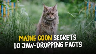 10 Amazing Facts About Maine Coon Cat