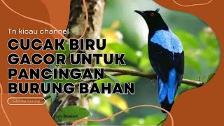 CUCAK BIRU GACOR UNTUK PANCINGAN BURUNG BAHAN