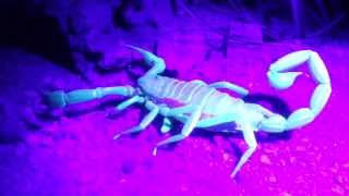 #scorpion #desert Hadrurus arizonensis pallidus (Großer Heller Texasskorpion) unter UV Licht.