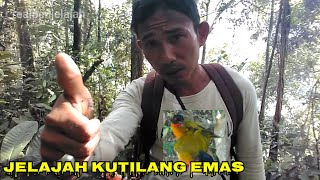 JELAJAH KUTILANG EMAS HUTAN RIMBA