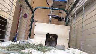 A Black-tailed Prairie Dog Grabs a Snack - December 2019