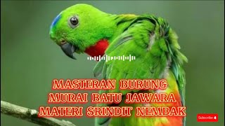 MASTERAN BURUNG SERINDIT NEMBAK GACOR BIKIN EMOSI BURUNG LAIN#masteranburung #muraibatu #srindit