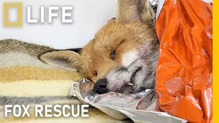 Rescuing foxes from danger and restoring their place in the wild | Animal rescue compilation